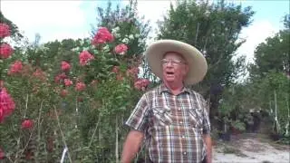 Crepe Myrtle Time by Richard Skinner, Hawkins Corner Nursery