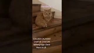 CHAT de Lili COLLIER CALMANT FELICALM