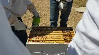 Removing Burr Comb before removing frames