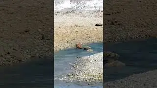 Mother Bear Crossing River!