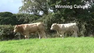 Winner of the Charolais Super Cow Championship 2018