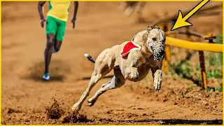 These dogs run faster than USAIN BOLT!