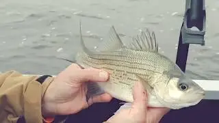 How to Use Blade Baits to Catch White Bass & More