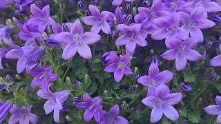 Wall Bellflower (Campanula portenschlagiana) #flowers #nature #beautiful #plants