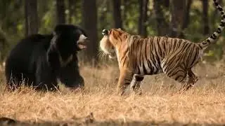 Two sloth bears flip a charging tiger | rare wildlife battle caught on camera #fyp #slothbear #tiger