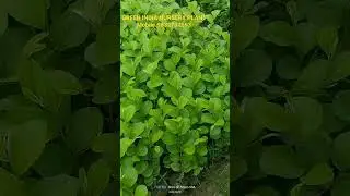 boll sundari Apple ber plant