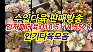 중국현지에서 김자매사장님께서 판매하시는 다육이 미리보여드려요 ~선찜하세요💕 김자매다육 010.5119.5520 
