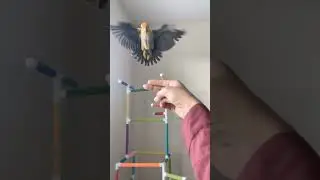 Flying Cute Parrot