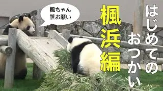 【楓浜🍁ママのために笹を運ぶ】お利口パンダのはじめてのおつかい/何度もすべり台シュ〜/ぴょんぴょん走り小さい頃との比較/おまけ花火 #PandaChannelbypomeranianfilm