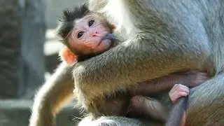Newly baby monkey get milk first that looking he satisfied of life journey.