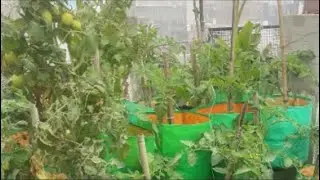 🌱 Grow Fresh Vegetables at Home | VegiTerrace 😎🌱