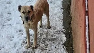 KÖYDE YOĞUN KAR YAĞDI HERYER KAPANDI ÇİLEMİZ BAŞLADI 