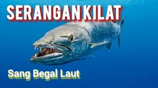 Barakuda, Begal Laut Pembunuh Berdarah Dingin