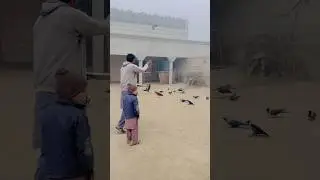 Aaj Birds Ko Diet Dali #birds #birdlovers #bird #petlover #pets