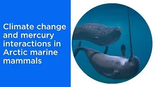 Climate change and mercury interactions in Arctic marine mammals