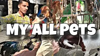 🐾 My All Beautiful Pets | मेरे सारे प्यारे और ख़ूबसूरत पेट्स 🐶🐱🦜