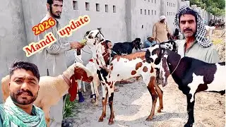 Lahore Mandi Qurbani 2026 desi bakre aur desi chhatri daddy bakre rajanpuri bakre | 10 September
