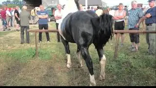 DERVENTA 2023. 172. DERVENTSKI VAŠAR - STOČNI DIO