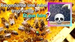 💀 Reconnaître une reine trop vieille & que faire?