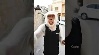 عندكم صاحب زي هيك  ؟؟😂😂 #اكسبلور #الاردن #كوكو #عمان #explore #jordan #ضحك #viral #viral