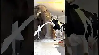 Marvelous Dancing Polish Cow funny cow dance Cow Song Cow Videos cow farm elephant cow milk #cow