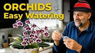 Watering orchids the easy way - never lose another orchid