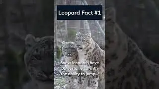 Panthera Uncia: The Snow Leopard