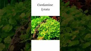 Atlas de plantas | CARDAMINE LYRATA #shorts #acuario #plantas #acuarioplantado