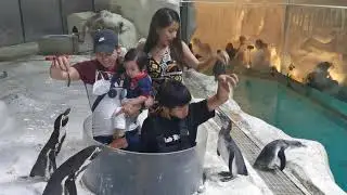 Manila Ocean Park - Feeding The Penguins