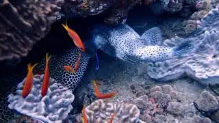 Diving at Stringer Reef, Sodwana Bay, 27 December, 2025