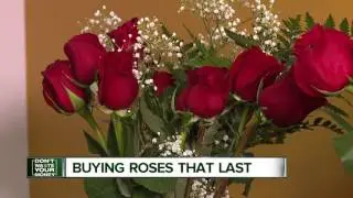 Buying roses that last