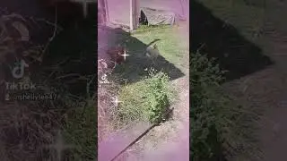 my tik tok of the fluffy bum bum feather. please feel free to go over and check it out.