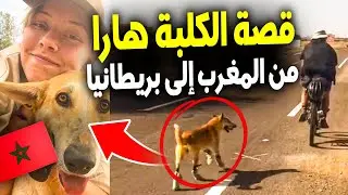 قصة الكلبة هارا في المغرب | كلبة ضالة مغربية تقطع 100 كلم عبر الصحراء وتنتهي بالتبني في بريطانيا 🐕✈️