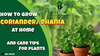 Corriander Planting at Home | Ghar pe Dhania Lagane ka sahih Tareeqa 💯