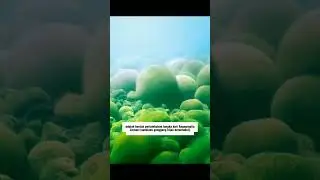 Marimo/Bola Lumut #marimo #algae #lake #japan #iceland #nature #shortvideo #shorts #amazing #viral