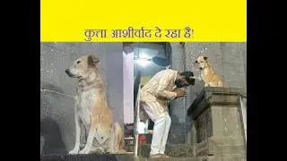 dog blessing |#Funny#Viral#Trending#Shorts
