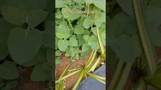 Home Remedy for Cold#food #medicine #homeremedies  #cold #cough  #cooking #herbal #herbs