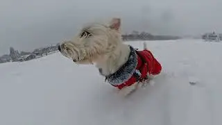 Westie May on the Moguls