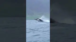 Whale Breaching !