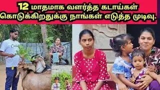 ஆடு வளர்ப்பில் மாத வருமானம் எவ்வளவா🤔|JSPwatching|Srilankan Tamil vlog.