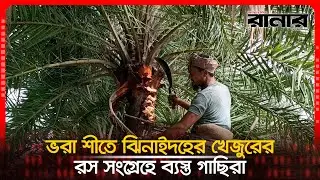 ভরা শী&zwnj;তে ঝিনাইদহের খেজুরের রস সংগ্রেহে ব্যস্ত গা&zwnj;ছিরা  | Dainik Runner