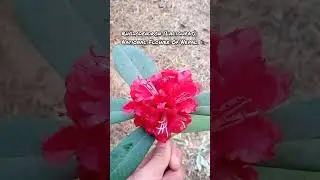 Rhododendron-Laliguras || National Flower Of Nepal 🇳🇵