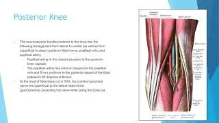 Anatomy 2: The knee