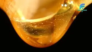 Honey Slow Drop | 4K Footage