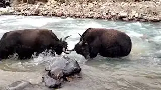 gilgit baltestan yasen ka ak bohut hi khoob surat manzar zarur dekhna