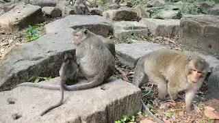 Wildlife monkeys in Amber troop - Monkey Wildlife 464