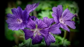 Purple Cranesbill, June Geranium Blossoms