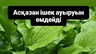 Жолжелкен тұнбасы. Асқазанды емдеу. Ішек жолдарын емдеу.