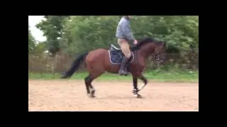 Alwaro ogier kuca walijskiego skoki / Alwaro welsh pony stallion jumping / SOLD