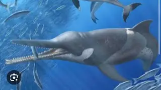 The Messapicetus genus 